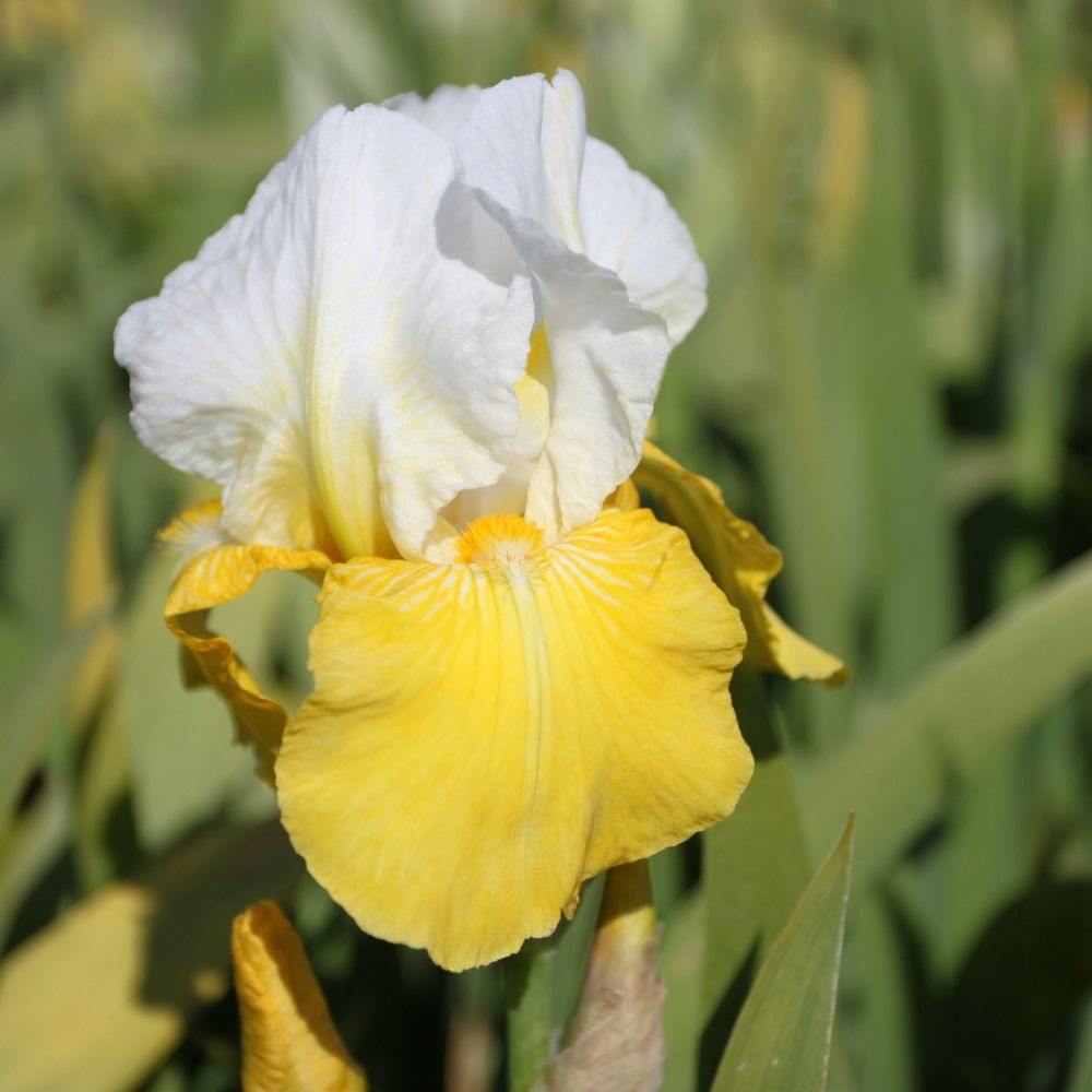Iris germanica Yellow White